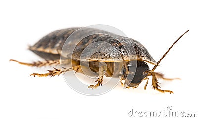 Cockroach - Blaptica dubia Stock Photo