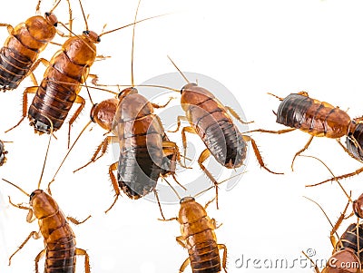 Cockroach - Blatta lateralis Stock Photo