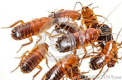 Cockroach - Blatta lateralis Stock Photo