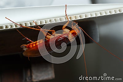 Cockroach brown walk under sheet Stock Photo