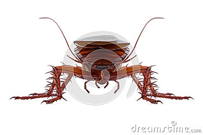 Cockroach bug brown beetle, back view Stock Photo