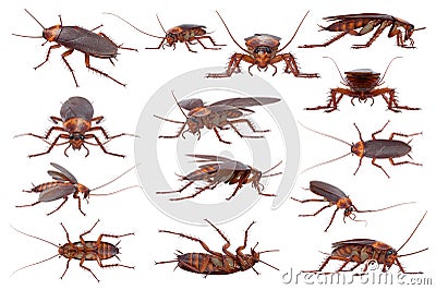 Cockroach bug brown small set Stock Photo