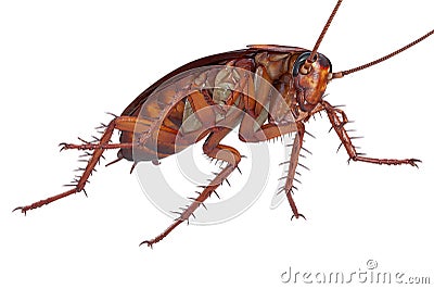 Cockroach bug creature Stock Photo
