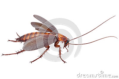 Cockroach bug insect beetle Stock Photo