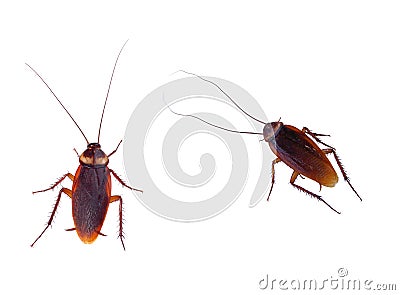 Cockroach carrier pathogens Stock Photo