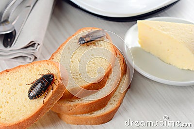Cockroach on food in the kitchen. The problem is in the house because of the cockroaches. Cockroach eating in the kitchen. Stock Photo