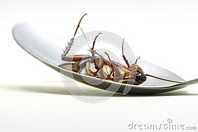 Ockroach isolated / lying dead of cockroach insect on spoon isolated Stock Photo