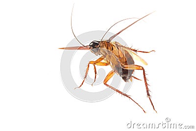 Cockroach isolated on white background. Stock Photo