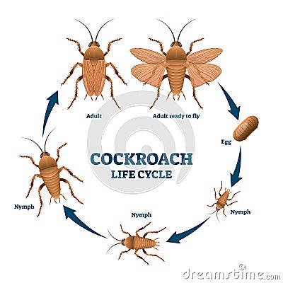 Cockroach life cycle diagram, vector illustration scheme Vector Illustration
