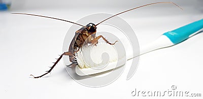 Cockroach on toothbrush and toothpaste on white background. Contagion the disease, Plague,Healthy,Home concept Stock Photo