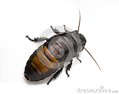 Cockroach on White Stock Photo