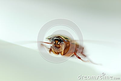 Cockroach Stock Photo