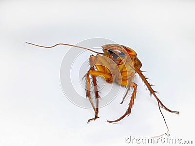 Cockroach, White Background, Insect, American Cockroach, White Color Stock Photo