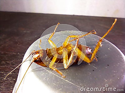 Reverse cockroach Stock Photo