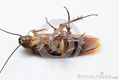 Cockroache dead on white background. Stock Photo