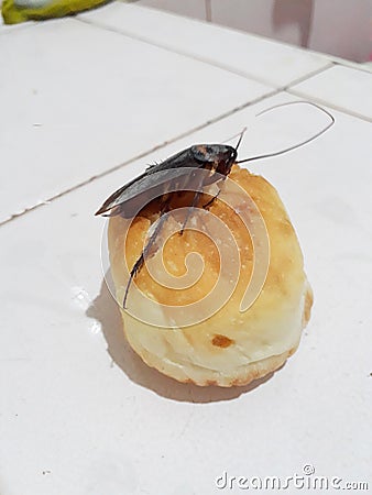 Cockroaches are on bread. Placed on a white background. Stock Photo