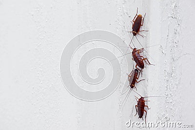 Cockroaches Stock Photo