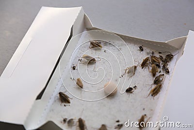 Cockroaches at home in an insect sticky trap Stock Photo