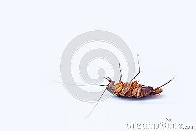 cockroaches Stock Photo
