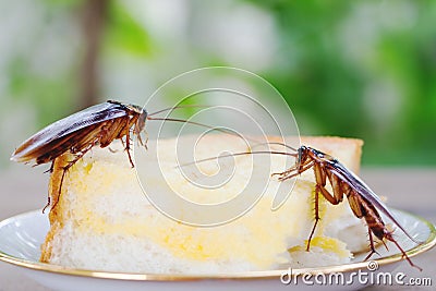 Cockroaches eat the bread of people Stock Photo