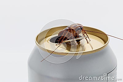 Cockroaches white beverage cans Stock Photo