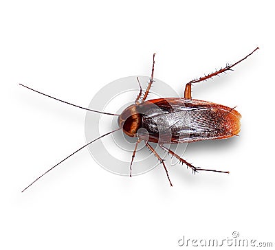 cockroaches isolated from white backgroundcilpping paths. Stock Photo