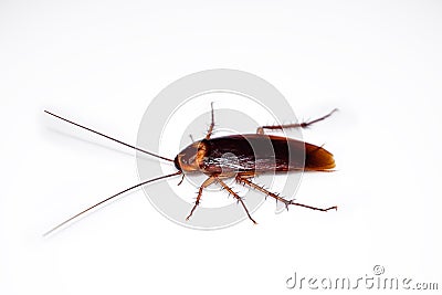 Cockroaches isolated from white background. Stock Photo