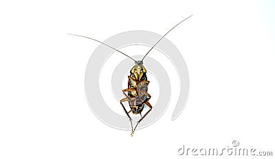 Cockroaches isolated on white background. High-resolution cockroach images,Suitable for graphics or advertising work Stock Photo