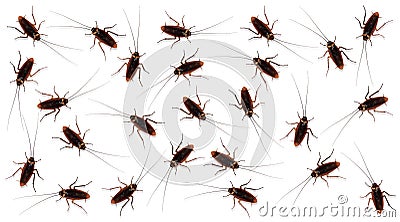 The patterns of cockroaches on a white background Stock Photo