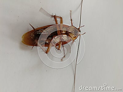 Cockroaches lay dead on a turbid background. Stock Photo
