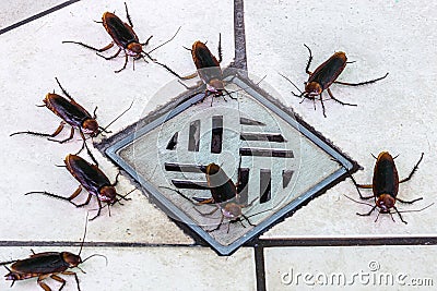 cockroaches next to toilet drain. Pest and infestation concept Stock Photo