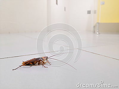 Cockroaches in toilet Stock Photo