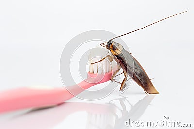 Cockroaches are on the toothbrush in the bathroom, Stock Photo
