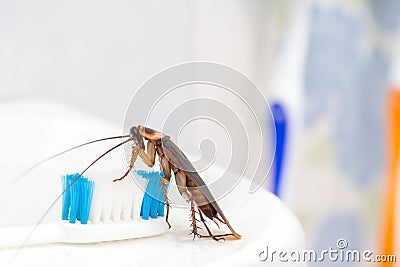 Cockroaches are on the toothbrush in the bathroom, Stock Photo