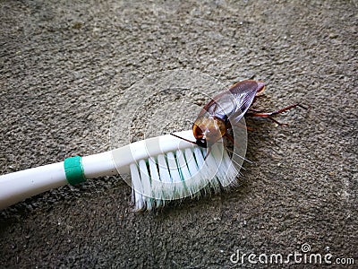 Cockroaches on the toothbrush Stock Photo