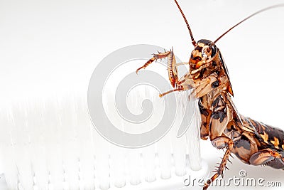 Cockroaches are in the toothbrush on white background Stock Photo