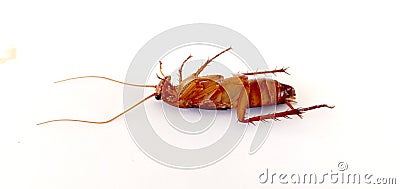 Cockroaches white background. Stock Photo