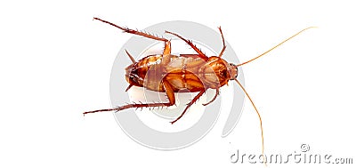 Cockroaches white background. Stock Photo