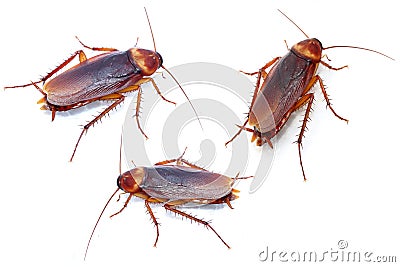 Cockroaches on white background Stock Photo