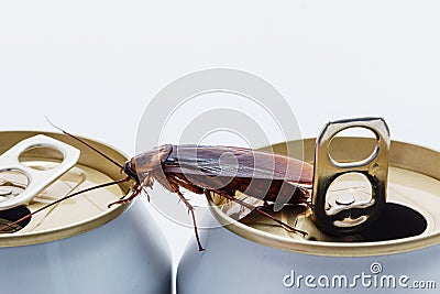 Cockroaches white beverage cans Stock Photo