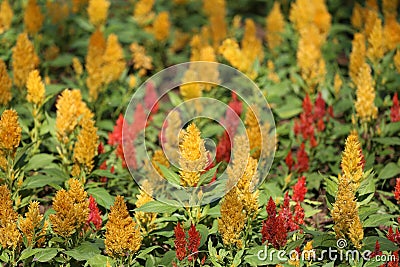 Cocks comb flower are blooming in the flower garden Stock Photo