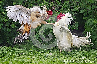 white and red fight on the farm Stock Photo