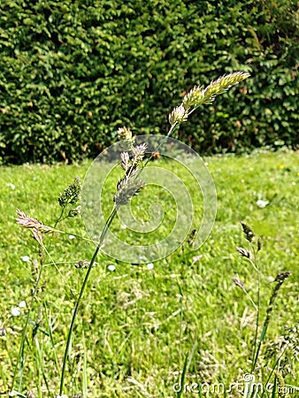 Cocksfoot or Barnyard Grass - Dactylis glomerata, Norfolk, England, UK Stock Photo