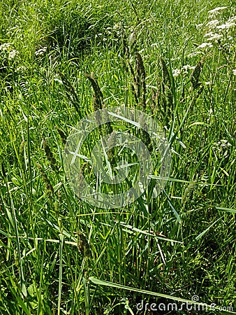 Cocksfoot or Barnyard Grass - Dactylis glomerata, Norfolk, England, UK Stock Photo