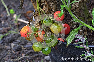 Cocktail tomatoes with dew drops Stock Photo