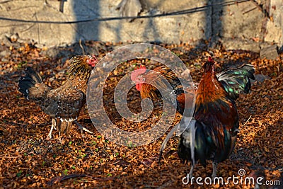 A cocky cock attacks a chicken, two roosters fight and flap their wings Stock Photo