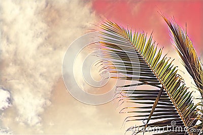 Coco palm tree leaf on sky background. Pink toned palm leaf on sunset sky. Tropical vacation digital illustration. Cartoon Illustration