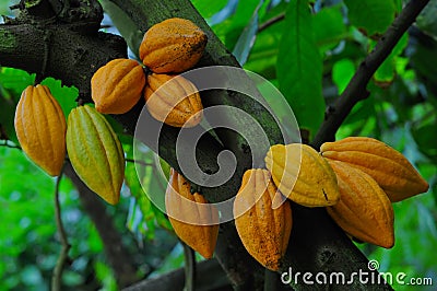 Cocoa Stock Photo