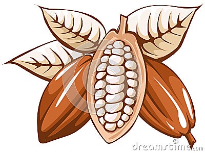 Cocoa bean Vector Illustration