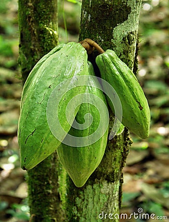 Cocoa bean. Stock Photo